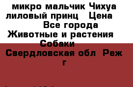 микро мальчик Чихуа лиловый принц › Цена ­ 90 - Все города Животные и растения » Собаки   . Свердловская обл.,Реж г.